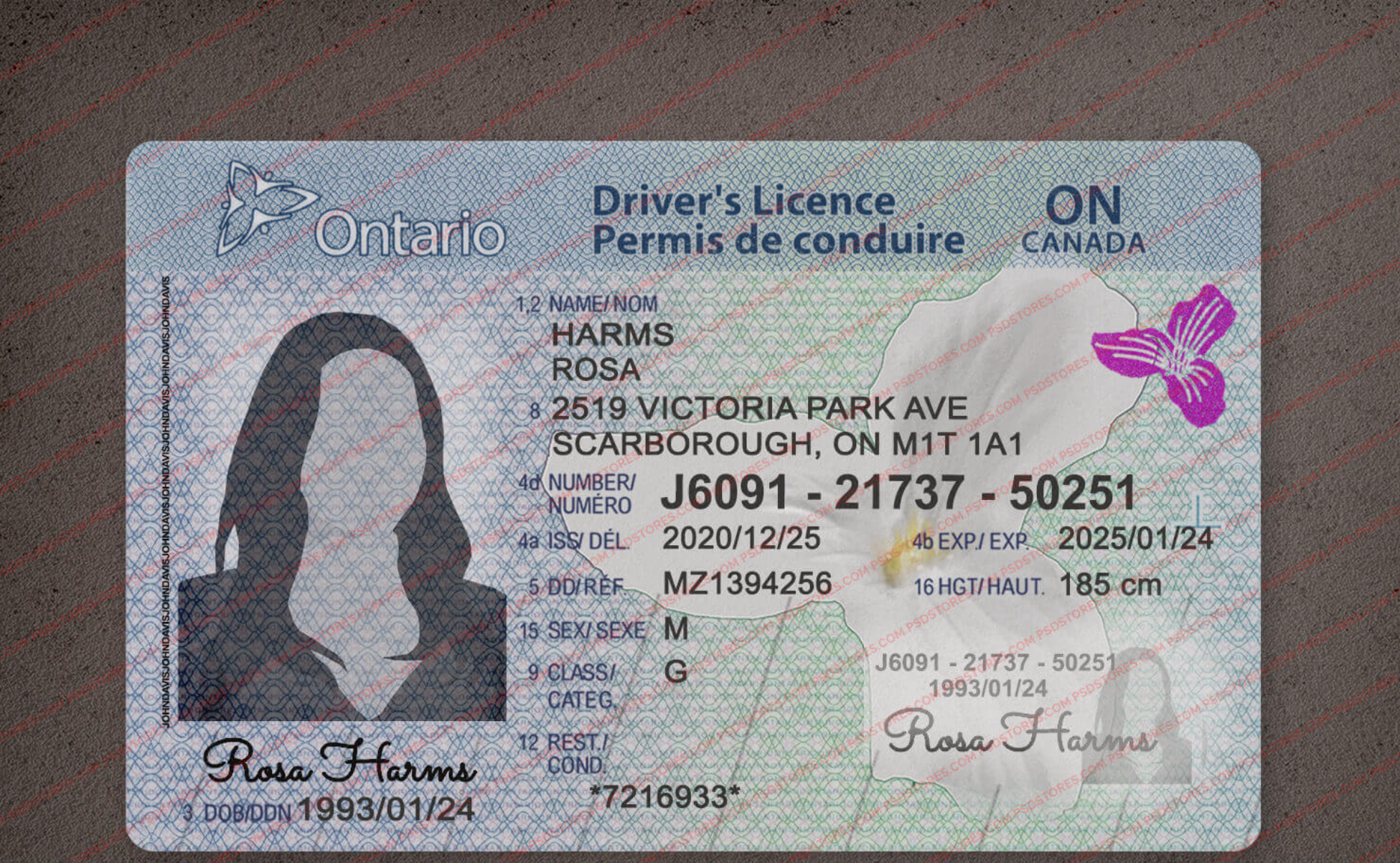 Ontario Driver License